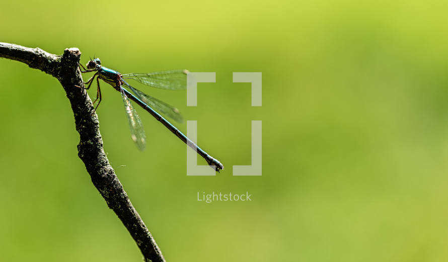 dragonfly on a branch 