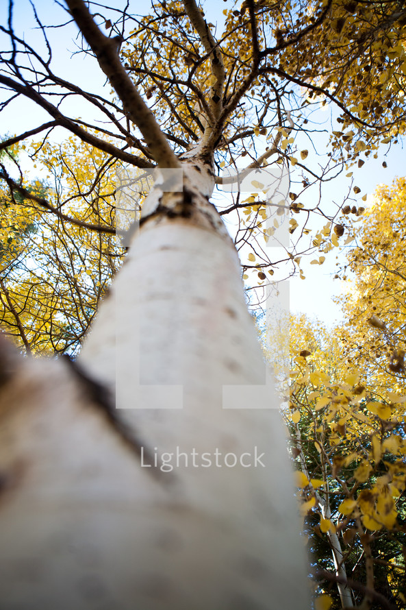 looking up to the top of a fall tree 