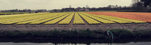 A field of tulips.