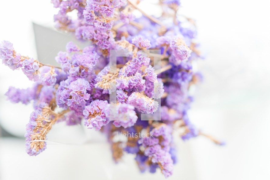 purple flowers closeup 