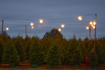 Christmas tree lot at night 