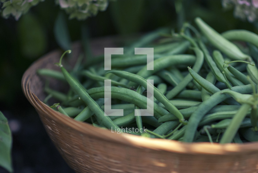 Green beans in a basket.