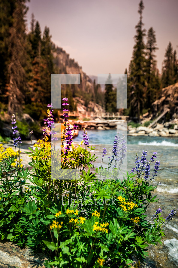 wildflowers on a riverbank 