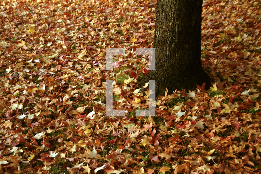 Fallen autumn leaves.
