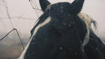 a horse in falling snow 