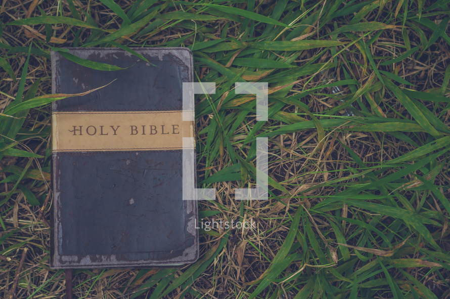 Holy Bible lying in grass