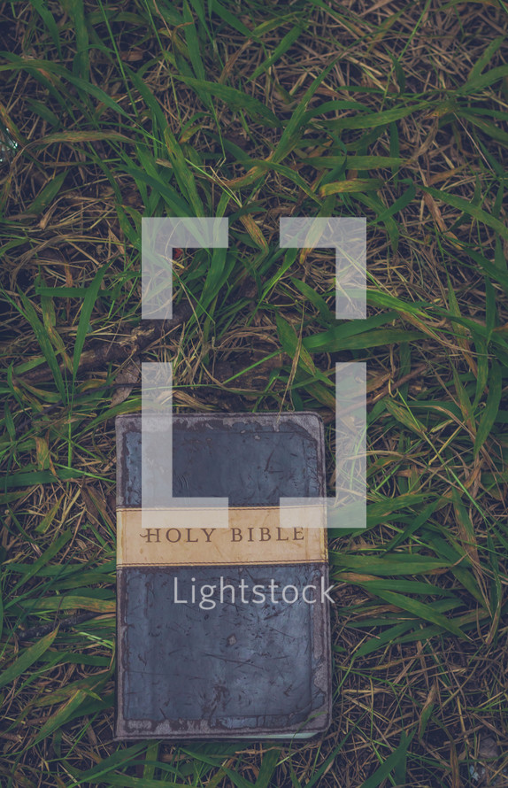 Holy Bible lying in grass 