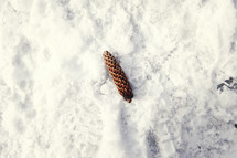 pine cone in the snow