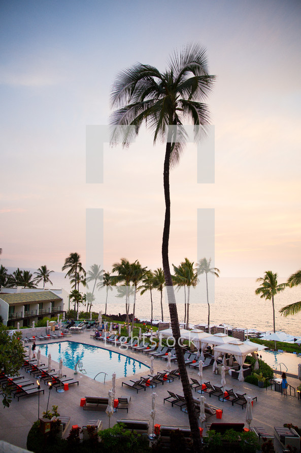 palm tree and beachside resort swimming pool 
