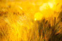 closeup of golden wheat in a wheat field 