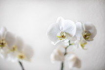 white orchid flowers 