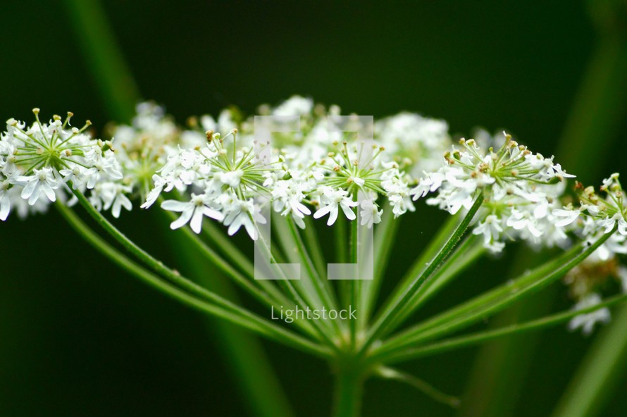 Hogweed - white, umbrella like wild flowers
