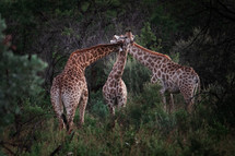 giraffes in Africa 