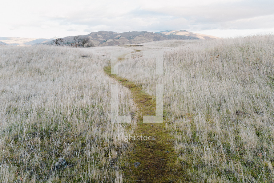 a worn path through a field 