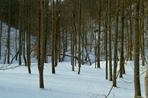 Snowy woods with bare trees