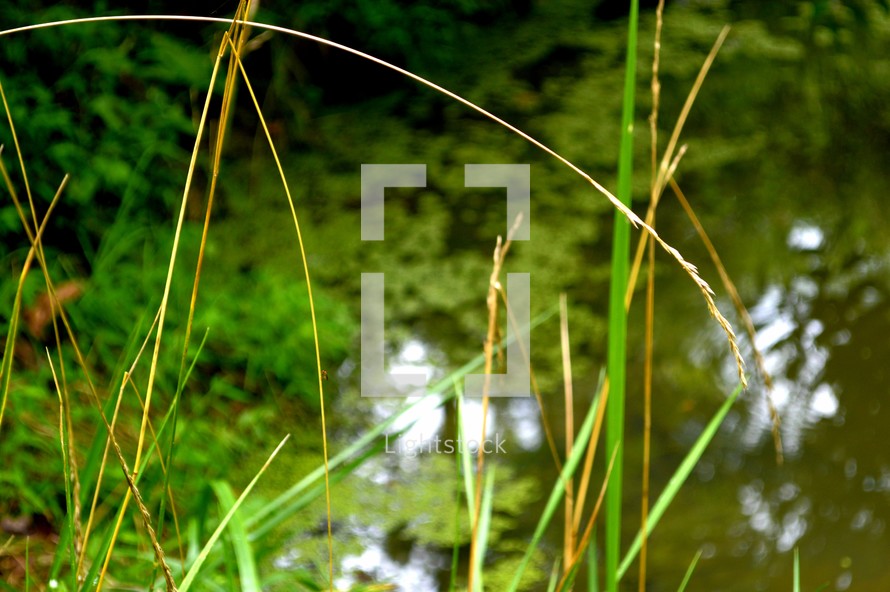 Tall green grass in the foreground with water in the background