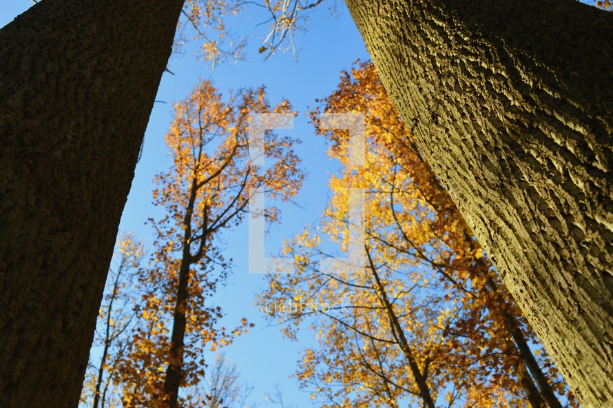 Looking up into autumn trees