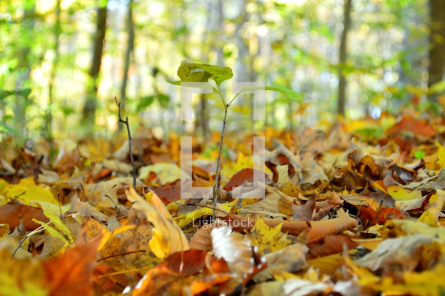 Small tree growing among fallen autumn leaves