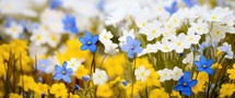 Spring flowers background. Daffodils, primroses and pansies