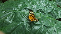 butterfly on a wet leaf 