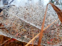 Rain drops on a spider web