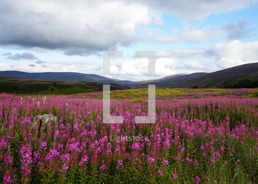 Field of Purple Flowers in Scotland 