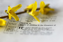 yellow flowers on Psalm 91 