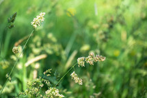 flowering grass 