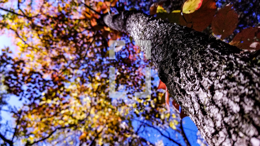 looking up at fall leaves on a tree