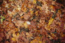 fall leaves on the ground 