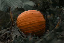 Pumpkins growing in a pumpkin patch, halloween decoration, large orange fruit, harvest thanksgiving