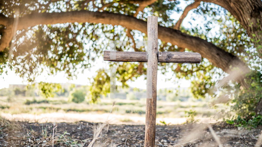 wooden cross under a tree