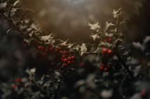 Christmas holly and berries 