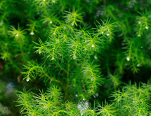 wet green plant 