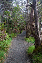 path through a tropical forest 