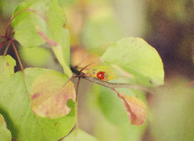ladybug on a branch