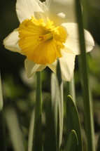 white daffodil 