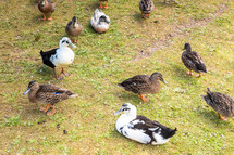 group of wild ducks in New Zealand