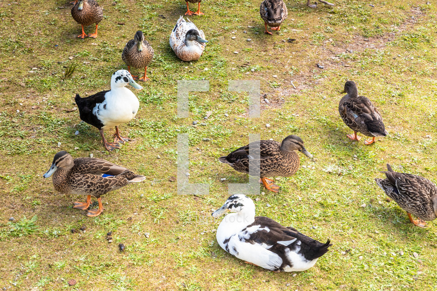group of wild ducks in New Zealand