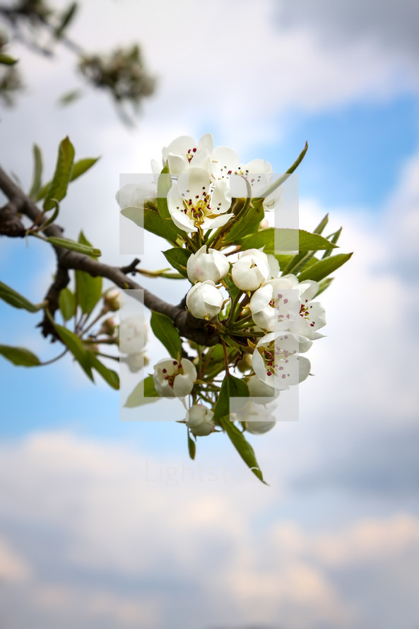 spring pear blossoms 