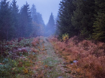 foggy autumn forest 