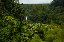 waterfall in the jungles 