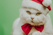 Festive portrait of white cat in red bowtie and Santa hat on green chromakey background. Studio. Luxurious isolated domestic kitty