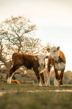 Young calf baby cow, farm animals, domesticated farming cattle, sunset, sunrise calves in a meadow rural setting	
