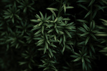 Green leaves from a yew tree