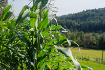 Corn stalks with a tree-covered hillside in the background.