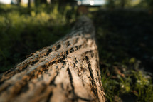 Close-up of a fallen tree, log on a forest floor, grass and leaves, woodland setting
