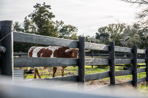 long horn cattle at a fence 