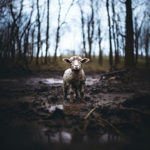 Lamb of God. Little lamb standing in the mud at the edge of the forest.