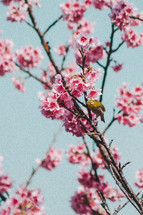 bird and pink spring blossoms 